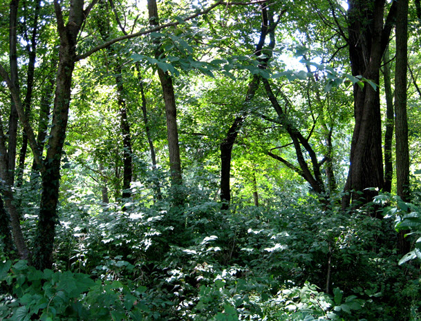 Preserve Wooded Area